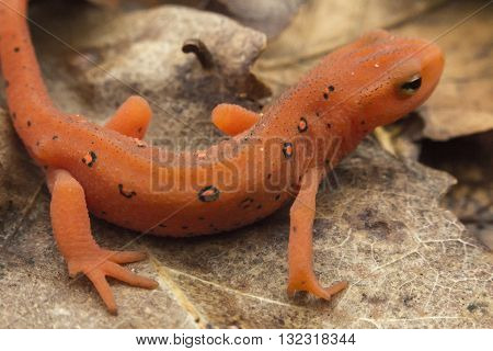 Close up macro red spotted newt in its forest habitat