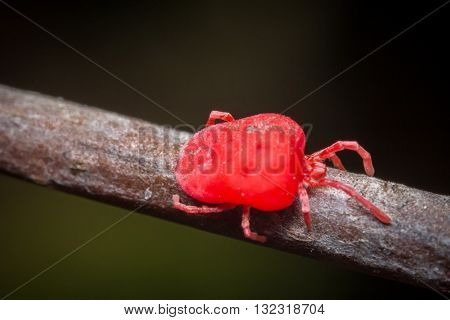 Close up macro Red velvet mite or Trombidiidae in natural environment