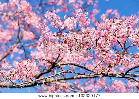 Wild Himalayan Cherry Spring Blossom
