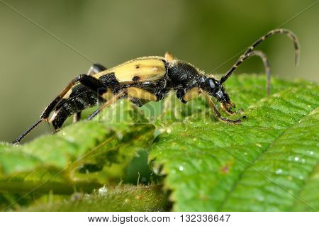 Spotted longhorn beetle (Rutpela maculata) in profile. Yellow and black insect in the family Cerambycidae notable for extremely long antennae
