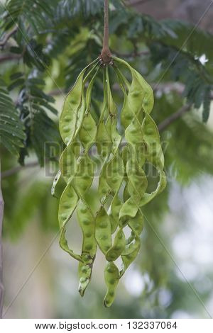 Parkia speciosa Organic or green beans Fresh Bunch of Stink Beans stink bitter bean Sato seeds Twisted cluster bean vegetables