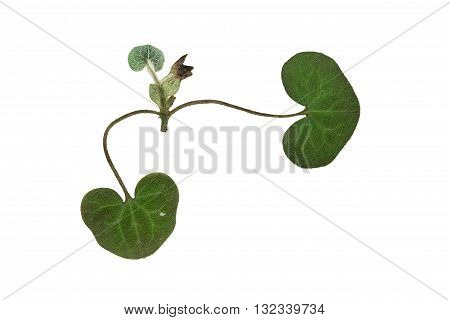 Pressed and dried flower wild ginger (asarum europaeum). Isolated on white background