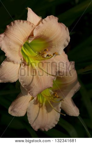 Pale Pastel Peachy Pink Hemerocallis Daylily Blossoms