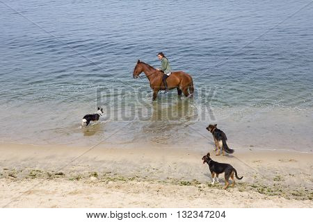 BAIONA, GALICIA, SPAIN - AUGUST 26: young woman riding a horse with her dogs at the beach, on August 26, 2015 in Baiona, Galicia, Spain