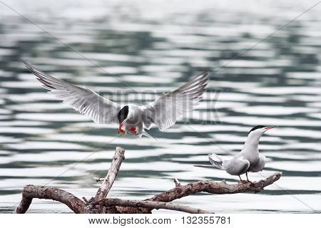 birds seagulls flying wings and sit on the lake