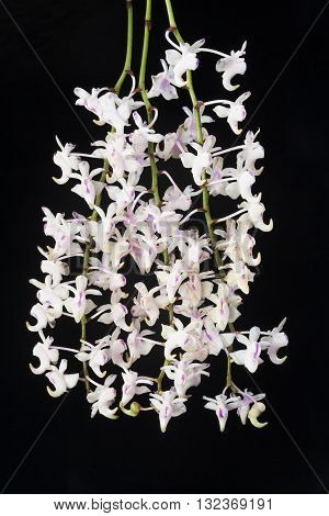 White orchid on a black background Aerides odorata.