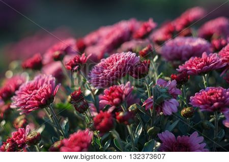 Culture garden chrysanthemums nal