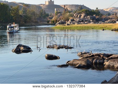 Beautiful river Nile at Aswan Egypt with Birds
