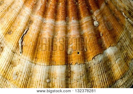 Texture of scallop seashell (Pectinidae) with encrustation and sand. Macro photography
