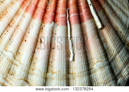 Texture of scallop seashell (Pectinidae) with encrustation and sand. Macro photography