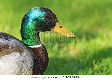 portrait of a male mallard, green feathers, feathers with shimmer,