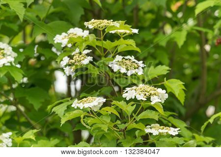 The flowers of viburnum.   In the second half of May in Ukraine massively blooming viburnum shrubs.