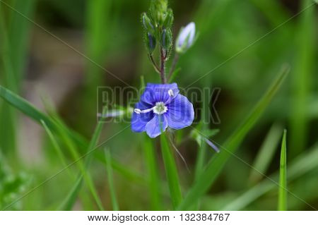 Macro photo of a german speedwell (Veronica chamaedrys). A common wildflower in Europe.