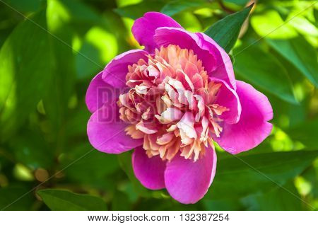 Madame Emile Debatene Peony, with a flash of golden stamens at their centers