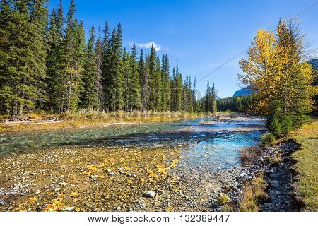  Banff National Park. Canada, Rocky Mountains. Beneaped creek autumn, surrounded by pine forest