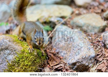 Red Squirrel in a Boreal forest in northern Quebec. The red squirrel or Eurasian red squirrel is a species of tree squirrel. The red squirrel is an arboreal, omnivorous rodent.