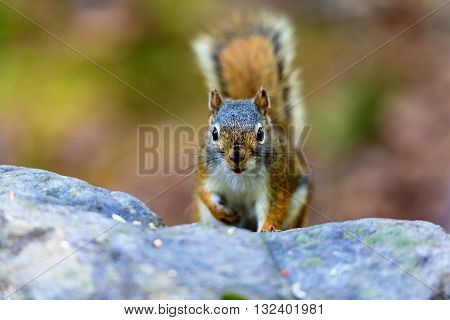 Red Squirrel in a Boreal forest in northern Quebec. The red squirrel or Eurasian red squirrel is a species of tree squirrel. The red squirrel is an arboreal, omnivorous rodent.