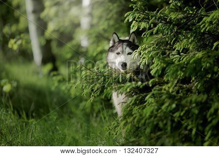 Dog Breed Siberian Husky Walking In Summer Park