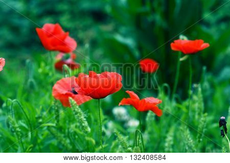Bright red poppies blossomed among the green grass