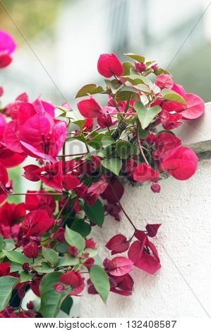The branch of bright pink bougainvillea flowers