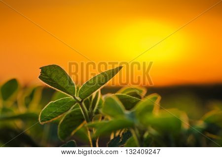 Soybean plants in sunset soy bean rows in agricultural field selective focus