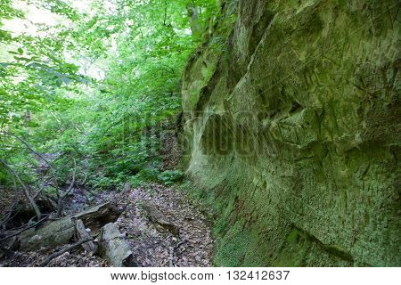 the inscription on the side of a mountain covered with moss and fern