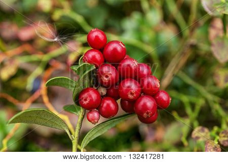 bush of ripe cranberries closeup in early autumn