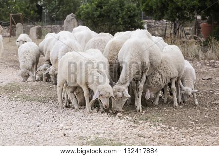 Flock Of Sheeps