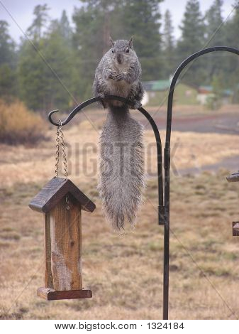 Grijze eekhoorn op een vogel Feeder.