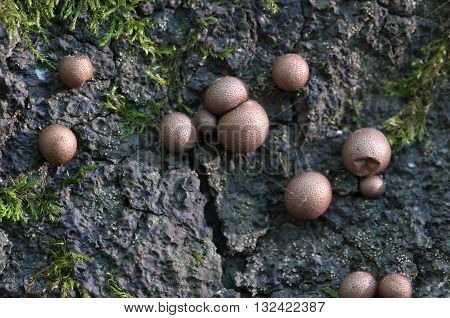 Mushrooms (slime mould Lycogala epidendrum) on an old stump
