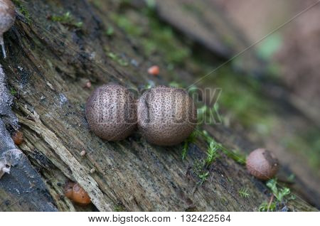Mushrooms (slime mould Lycogala epidendrum) on an old stump