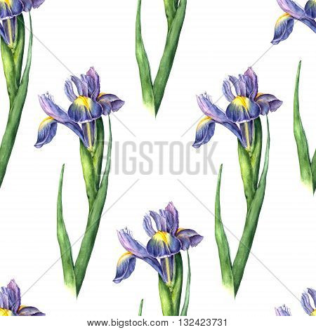 Watercolor iris on white background. Hand drawn seamless pattern