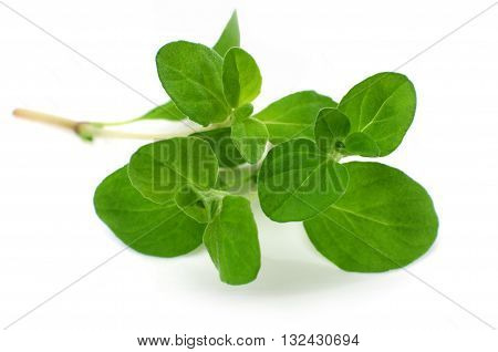 Close-up fresh marjoram isolated on white background