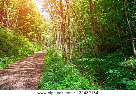 Enchanted Forest Path