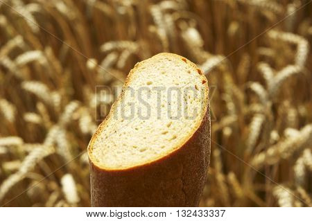 Fresh Bread before Cornfield. Summer field before harvest