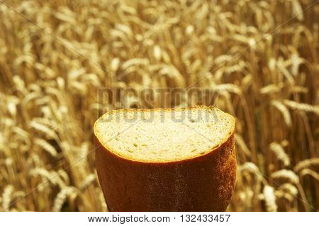 Fresh Bread before Cornfield. Summer field before harvest