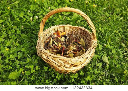 Basket with edible mushrooms on green grass