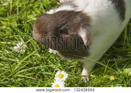 Guinea pig eating grass outside in the garden. Guinea pig (Cavia porcellus) is a popular household pet.