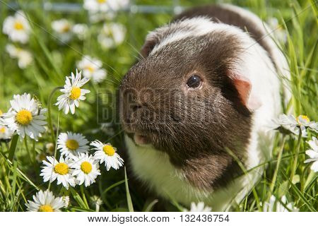 Guinea pig eating grass outside in the garden. Guinea pig (Cavia porcellus) is a popular household pet.