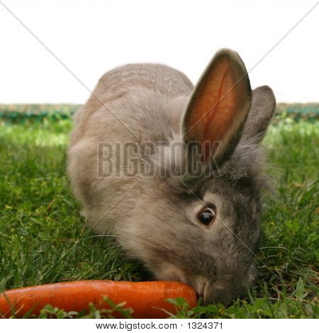 Conejo_5429.