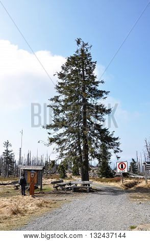 Bark Beetle Zone At Mount Rachel