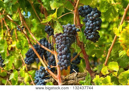 Closeup of bunch of red grape in the vinyard