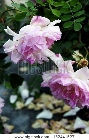 Two flowers opening, painted in white and purple