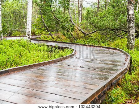 Narrow wooden path in the birch forest. Planks are wet and shiny after rain. Chalupska moor in Sumava National Park, Czech Republic