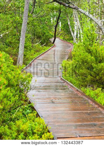 Narrow wooden path in the birch forest. Planks are wet and shiny after rain. Chalupska moor in Sumava National Park, Czech Republic