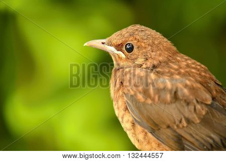 Closeup portrait of young brown Thrush (Turdus Philomelos) bird on green background. Portrait of thrush. Brown Thrush on green nature background.