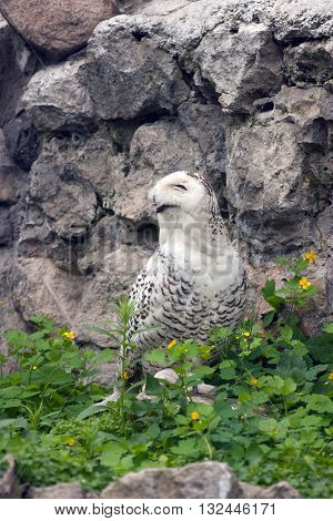 Snowy owl or Bubo scandiacus looks like it smiles