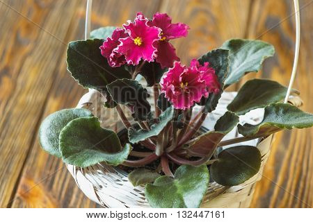 African violet (red saintpaulia ionantha) in white wicker basket on wooden background