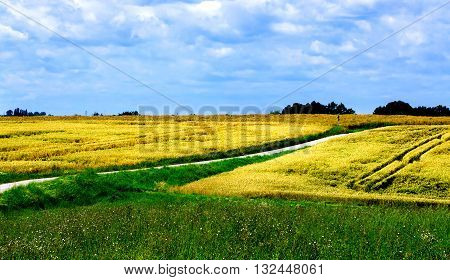 Field of summer grass and bright blue sky.