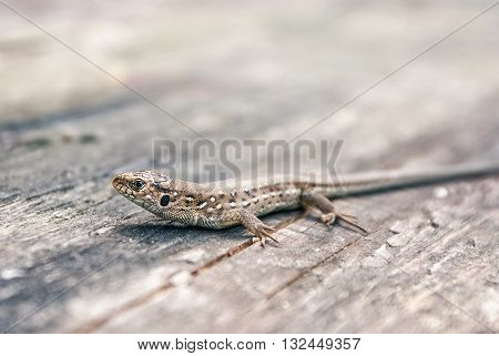 Green and brown lizard (Lacerta viridis, Lacerta agilis) is a species of lizard of the genus Green lizards. Lizard on the wooden backdround.